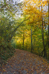 Autumn colorful morning in the forest  near Graz, Styria region, Austria
