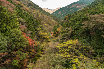 愛媛の紅葉
