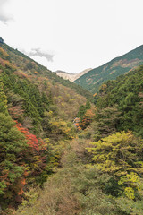 愛媛の紅葉