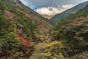 愛媛の紅葉