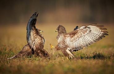 Common buzzard (Buteo buteo) close up