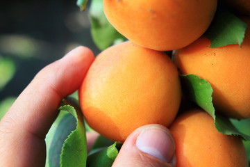 arbol con fruto damasco
