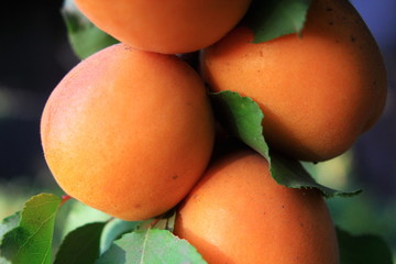 arbol con fruto damasco