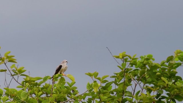 Black-winged Kite, Elanus axillaris, looking around for a meal before dark while the top of the tree is moving as the wind blows.