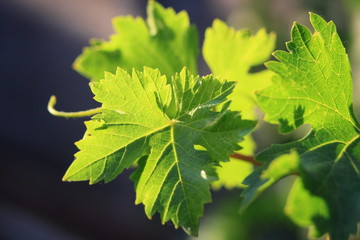 hojas de arbol parra
