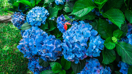 Belas FLores Azuis No jardim 