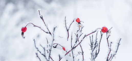 Red Rose Hips in Snowscape