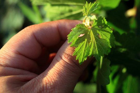 hojas de arbol parra