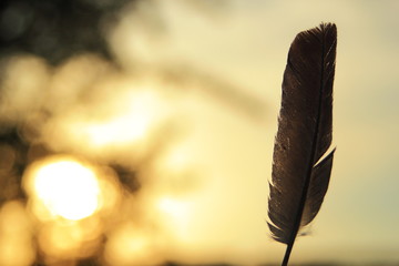 pluma de ave en paisaje puesta de sol