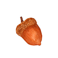 acorn isolated on white background
