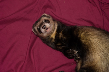 Obraz premium albert the ferret 