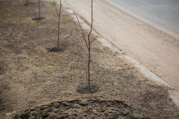 park improvement, young trees