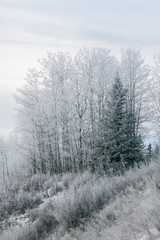 Obraz na płótnie Canvas Winter Snowscape - Spruce and Aspen with Hoar Ice