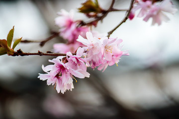 Tender branch of blooming sakura
