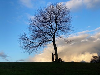 tree with with sky and clouds