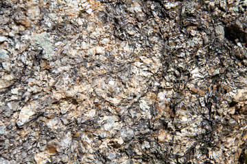 Pine bark