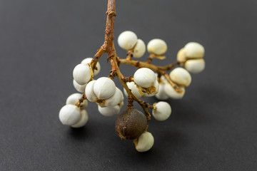 ナンキンハゼの実