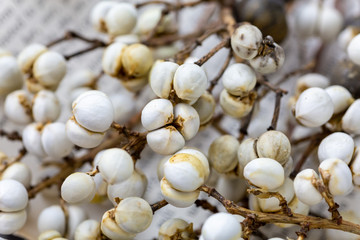 ナンキンハゼの実