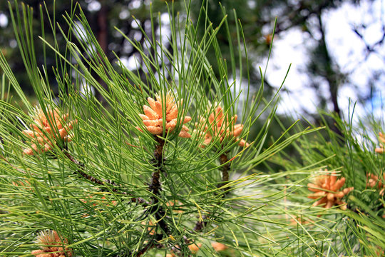 Mount Rushmore Ponderosa Pine Cones