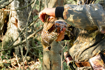 Hunter holds a grouse in his hands. Tetrastes bonasia