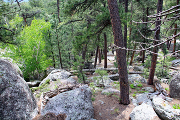 Mount Rushmore rocks, trees and trails