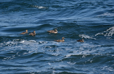 Obraz premium Common Eider