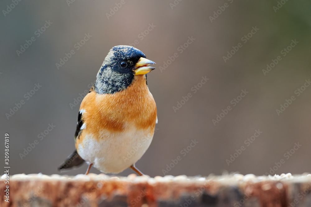 Sticker Beautiful male brambling (Fringilla montifringilla)