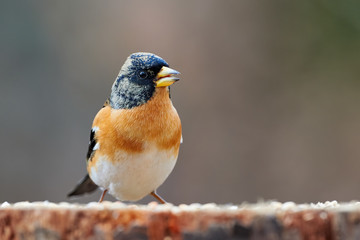 Beautiful male brambling (Fringilla montifringilla)