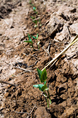 Planting yard-long bean in an organic farm, bean seeds are germinating.