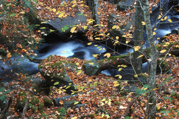 autumn leaves in the water