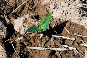 Planting yard-long bean in an organic farm, bean seeds are germinating.