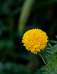 Marigold in garden, yellow flower on blurred back ground