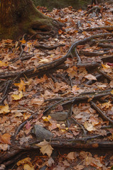 Tree roots covered in fall Leaves