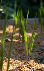 young sprouts of onions
