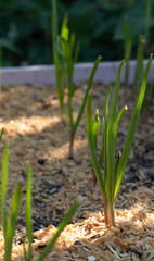 onions growing in the garden
