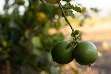 limes on branch