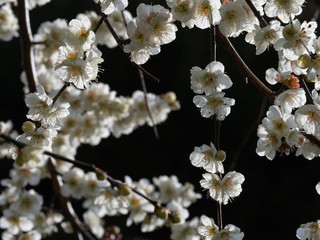 白い梅の花　背景暗め