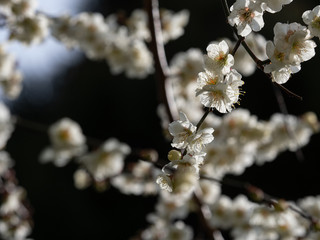 白い梅の花　背景暗め