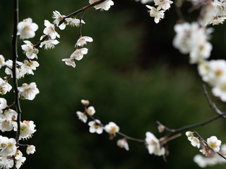 白い梅の花　背景暗め