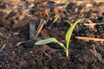 seedlings growing in soil, young plant in garden