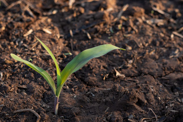 seedlings growing in soil, young plant in garden