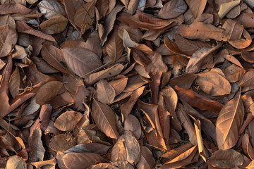 autumn leaves background