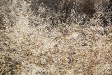 冬　雑草　枯れ草　茶色