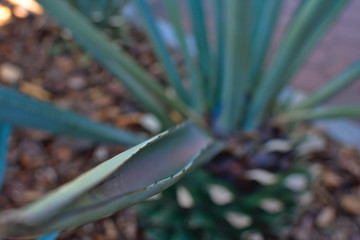 Obraz premium Detalle de espina de agave azul