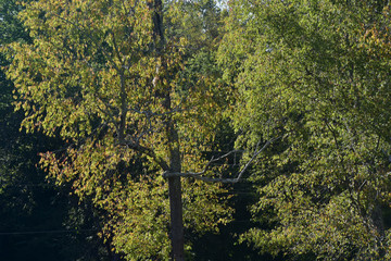 Fototapeta premium trees in the forest