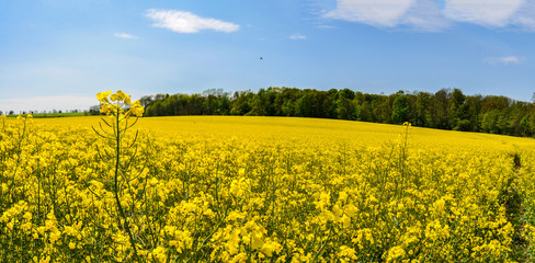 Obraz premium Rapsfeld, Alt Pastitz, Insel Rügen