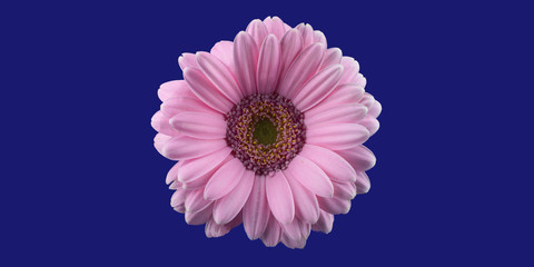pink gerbera flower, isolated on phantom blue background, panorama, macro