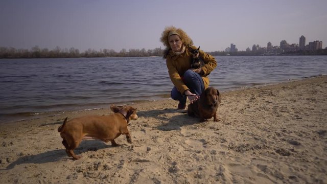 Woman plays with dogs. Pets and dogs training and educating dogs. Companion pets concept. Companion pets concept. dog lover.Caucasian lady with three dogs breed dachshund and hands toy terrier