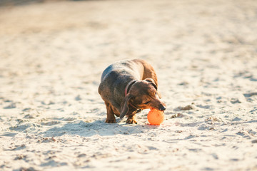 An old fat little brown dachshund dog plays with a rubber red ball on a sandy beach in sunny weather