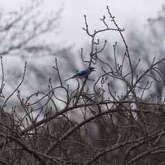 Blue jay sitting on a branch during winter season
